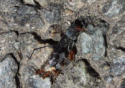 Pseudosphegesthes cinerea